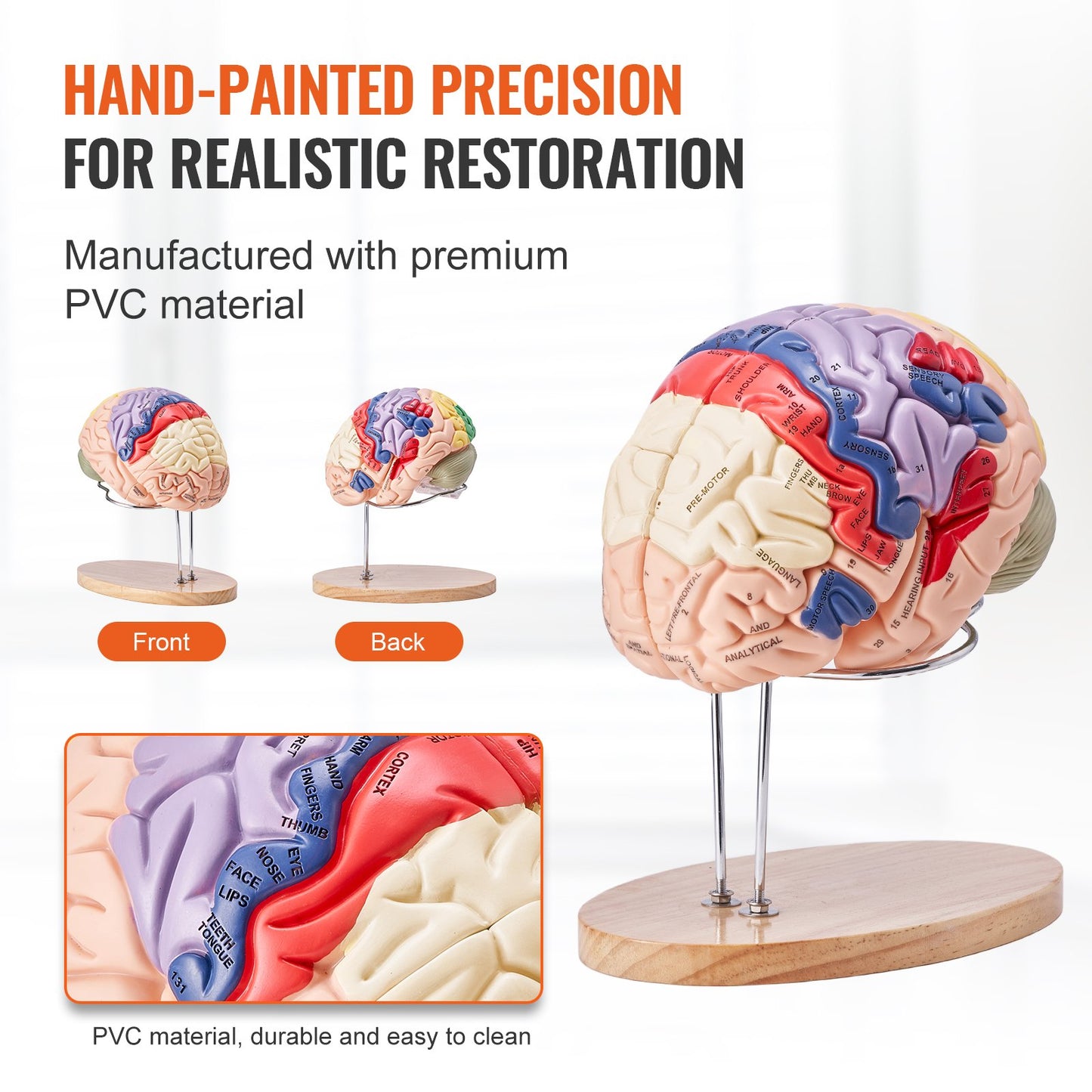 Human Brain Model - 2X Life-Size 4-Part Anatomical Model