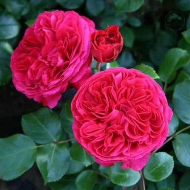 Garden Rose Seeds for Planting - Multiple Varieties & Quantities