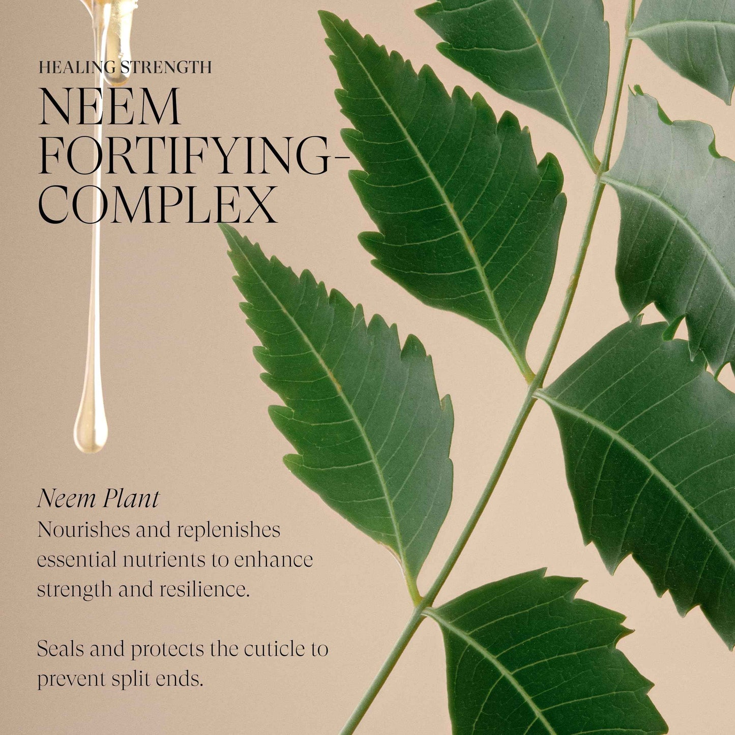 L'ANZA Healing Strength Shampoo For Dry, Damaged Hair, Daily Shampoo that Strengthens, Repairs Damage, Moisturizing, Boosts Shine, Gentle Cleanse, Color Safe Anti-Humidity, Sulfate Free (33.8 Fl Oz)