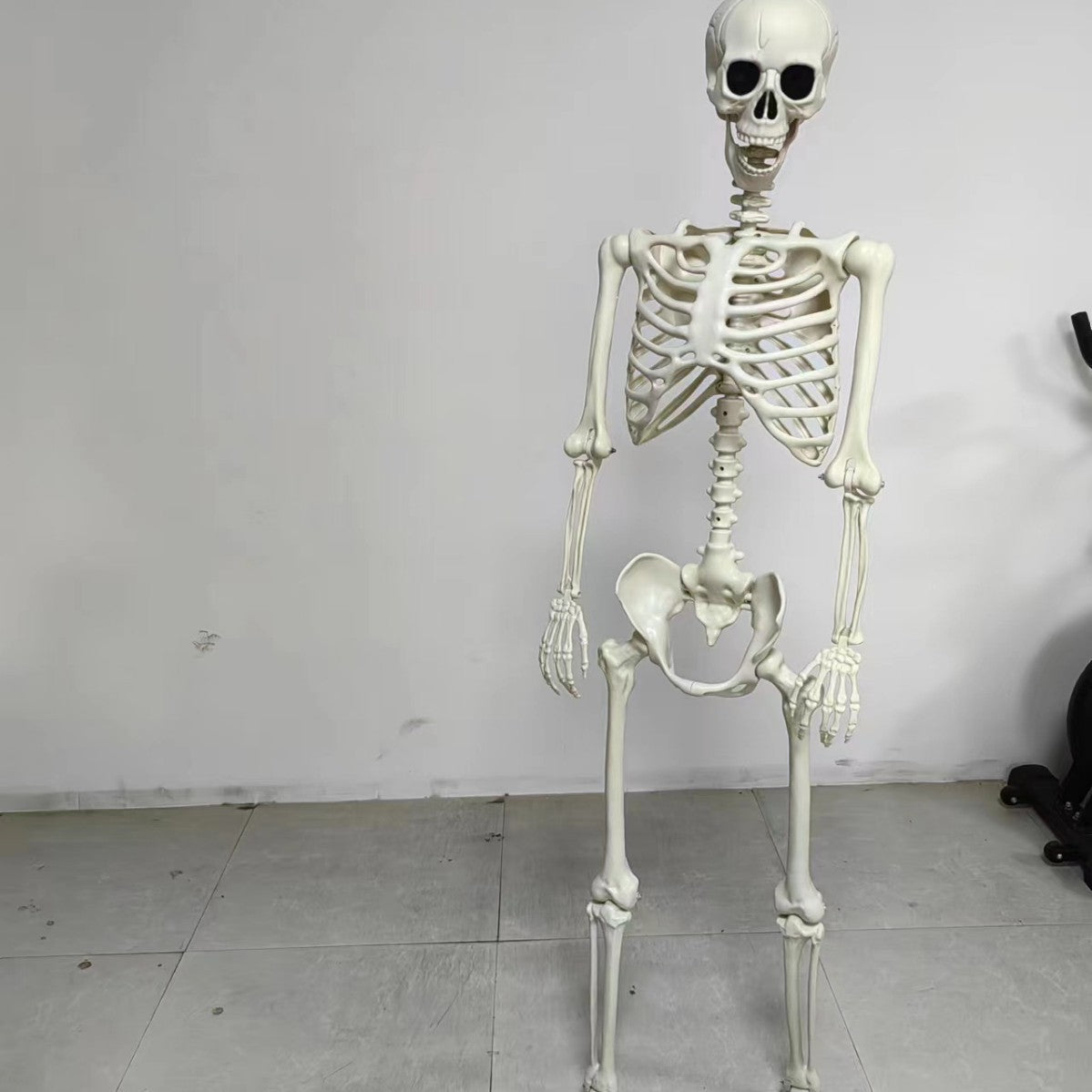Adjustable 165cm Skeleton Skull Halloween Decoration - Plastic Ornament