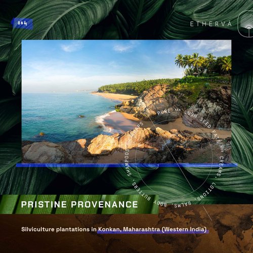 ETHERVA Raw Kokum Butter | Truly Raw Unrefined | Non-Deodorized & Unbleached | Strong Natural Scent | Hard Block | Wild Grown Organic | Bulk DIY Soap Making | Thickener for Skin, Body & Hair | 11 lb