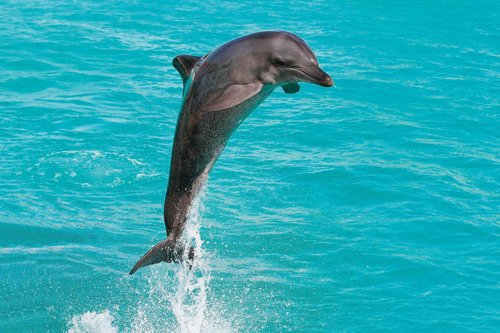 Wonderbox - Original Gift Idea - Experience Gift - Bucket List Experiences - 1 Activity to Choose from a Selection: Ferrari Driving, Dolphin Watching, Speedboat, Airboat for Gators Watching...