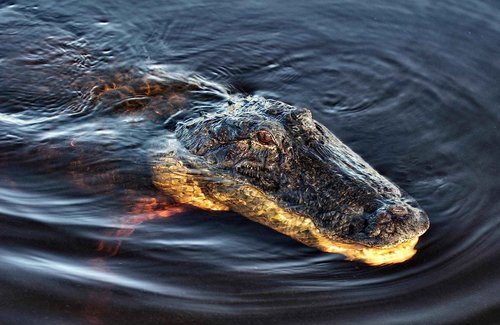 Wonderbox - Original Gift Idea - Experience Gift - Bucket List Experiences - 1 Activity to Choose from a Selection: Ferrari Driving, Dolphin Watching, Speedboat, Airboat for Gators Watching...