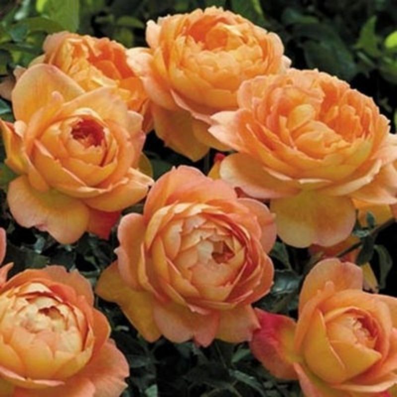 Garden Rose Seeds for Planting - Multiple Varieties & Quantities