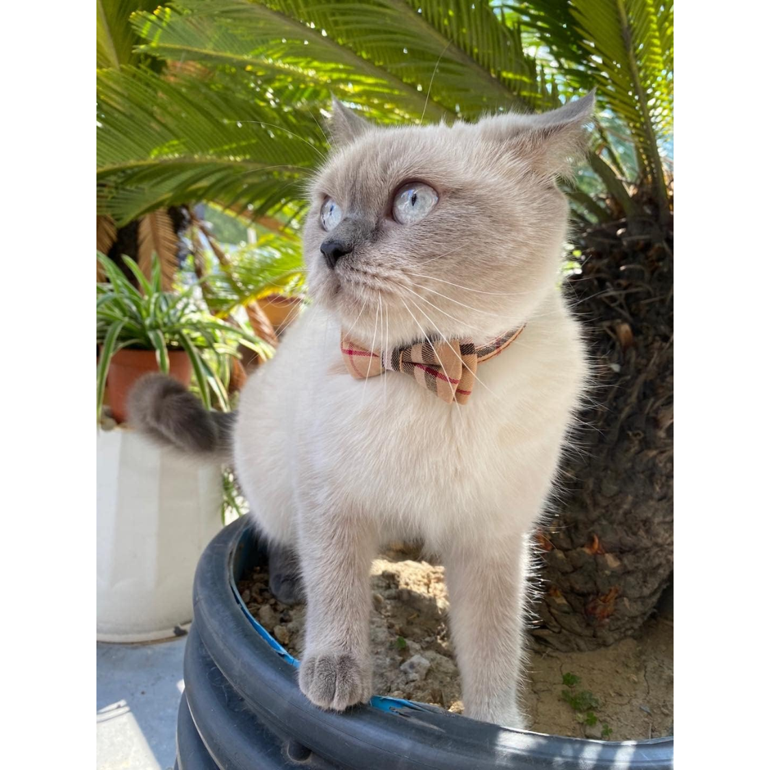 Cat Collars Breakaway 2 Pack with Removable Bow Tie and Bell - Plaid Style, Adjustable for Kittens and Cats