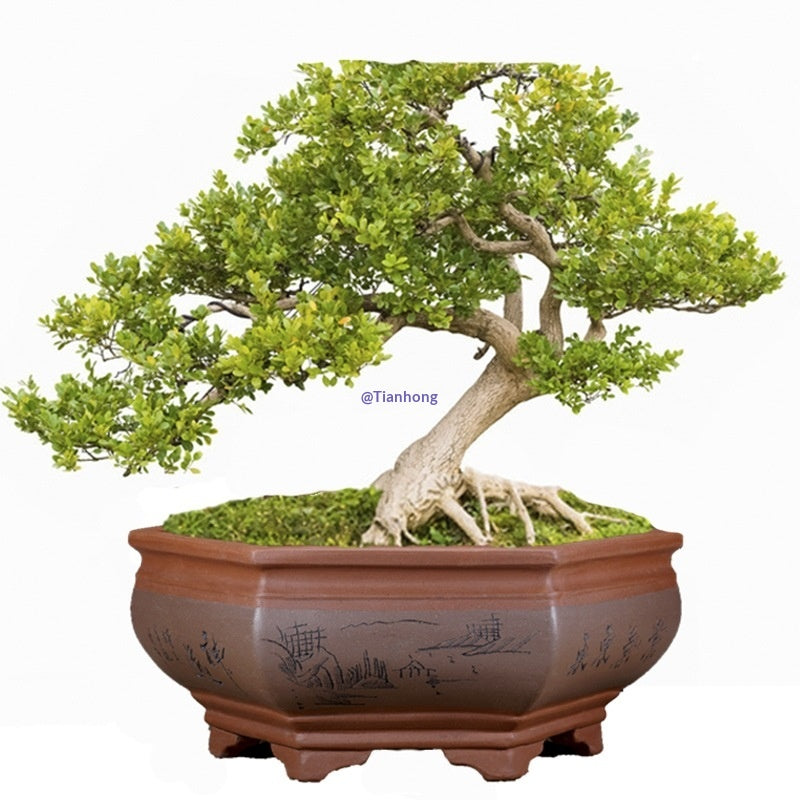 Indoor Plant Pots for Vegetables and Orchids - Breathable Clay Flower Containers
