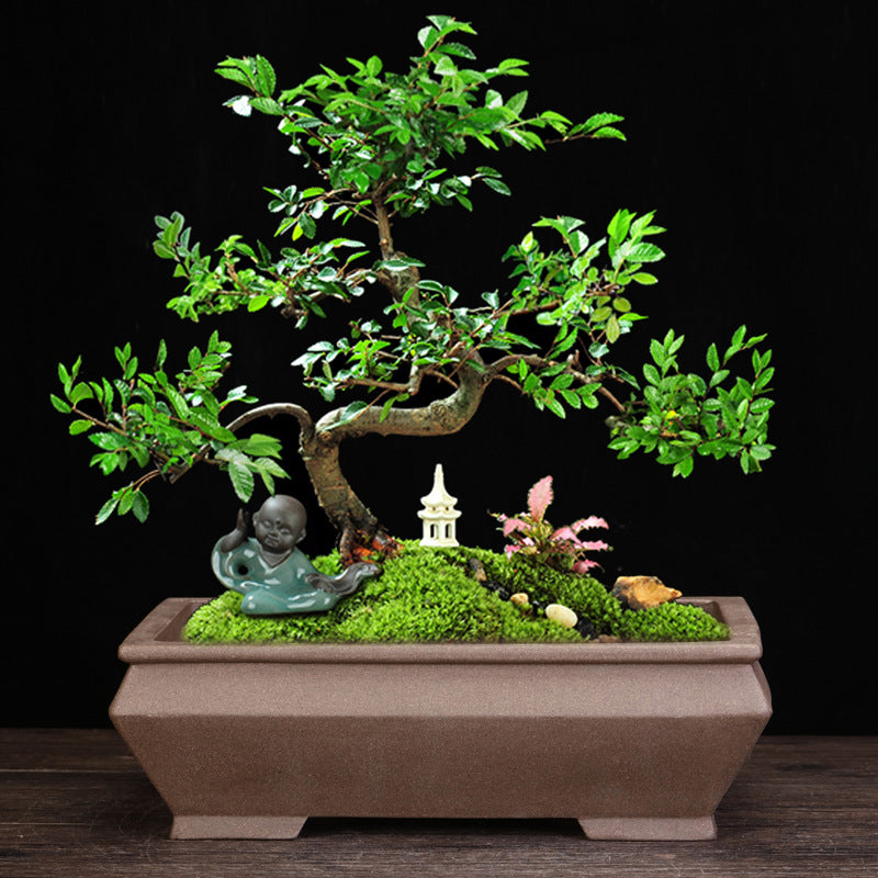 Ceramic Orchid Pot with Breathable Self-Priming Design - Houseplant Flower Container