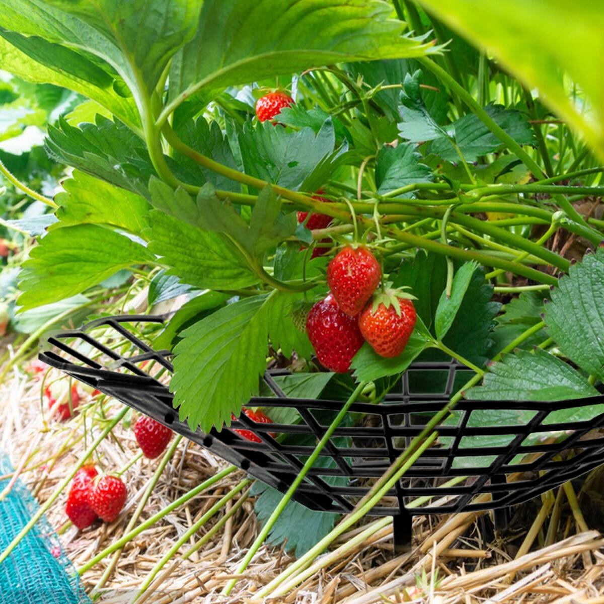 6-Pack Black Strawberry Plant Supports with 3 Fixed Legs