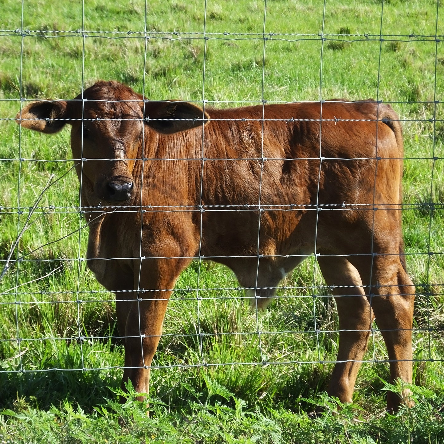 5ft x 164ft Galvanized Steel Farm Fence - Durable & Secure