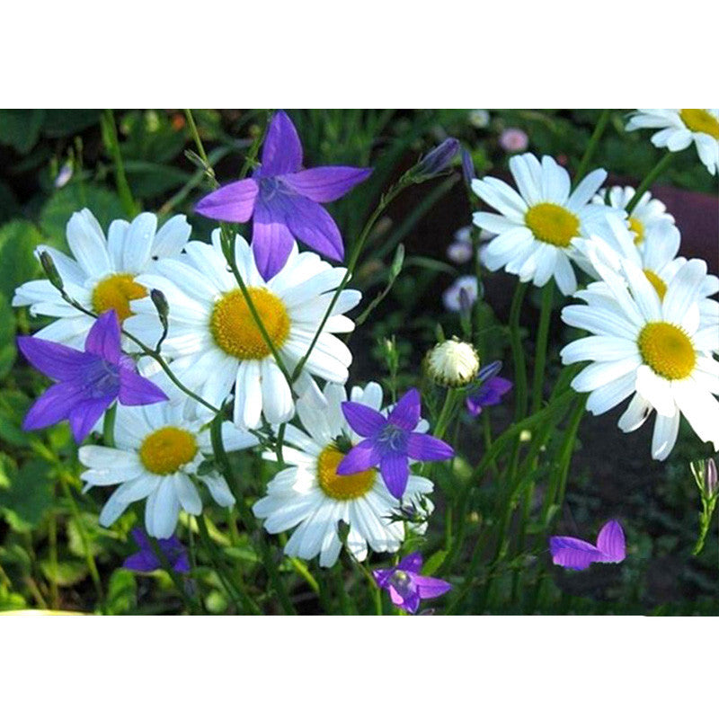 DIY Diamond Painting Kit Daisy Flower Cross Stitch Art Home Decor Gift