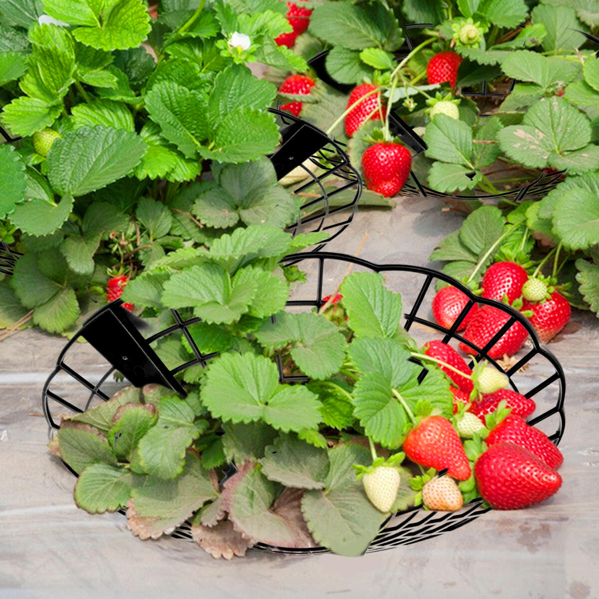 6-Pack Black Strawberry Plant Supports with 3 Fixed Legs