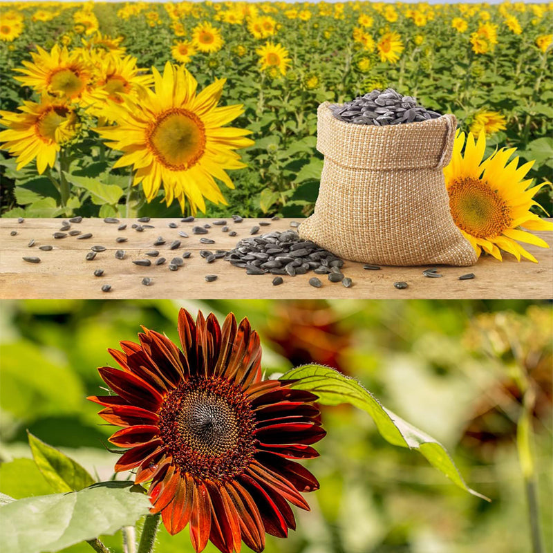 10 Packets of Heirloom Sunflower Seeds - Mix of Red, Purple, Pink & Yellow for Garden Growth
