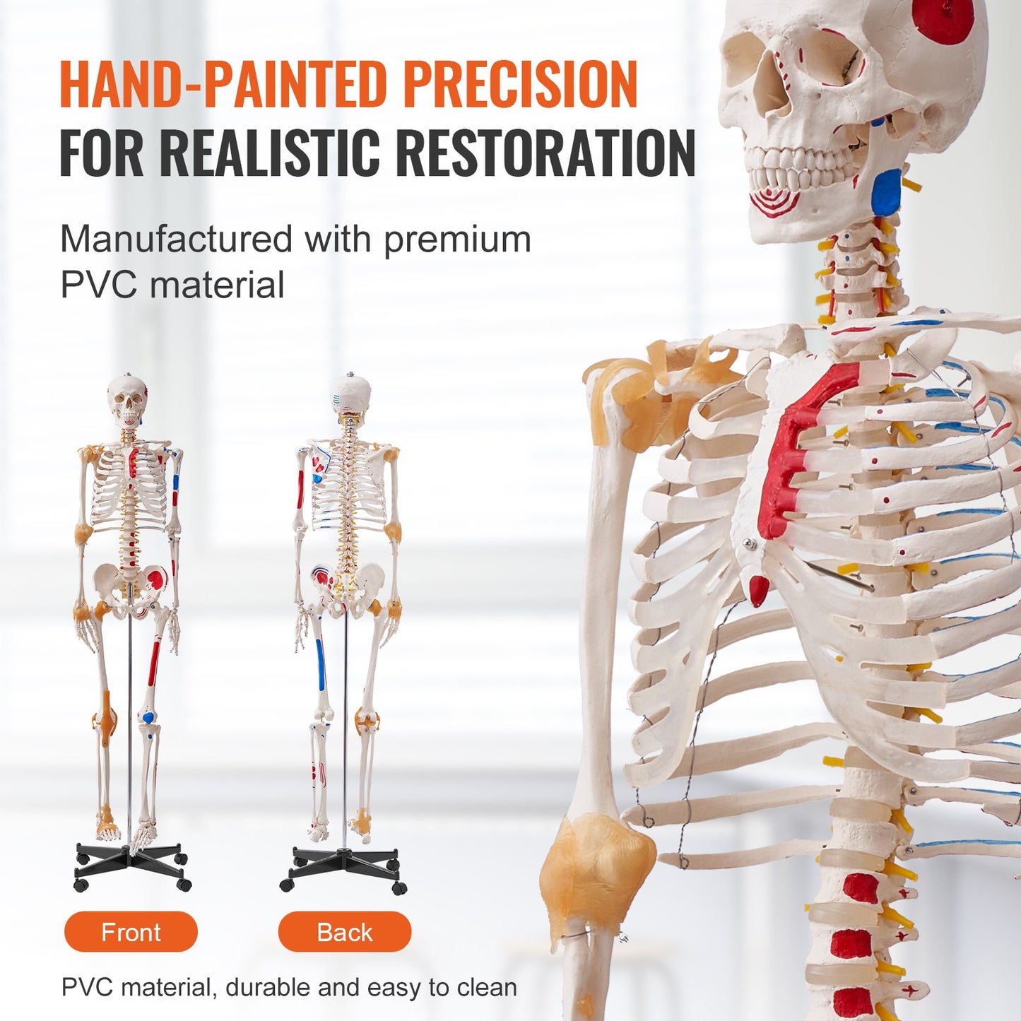 71.65-Inch Life Size Human Skeleton Model with Movable Limbs