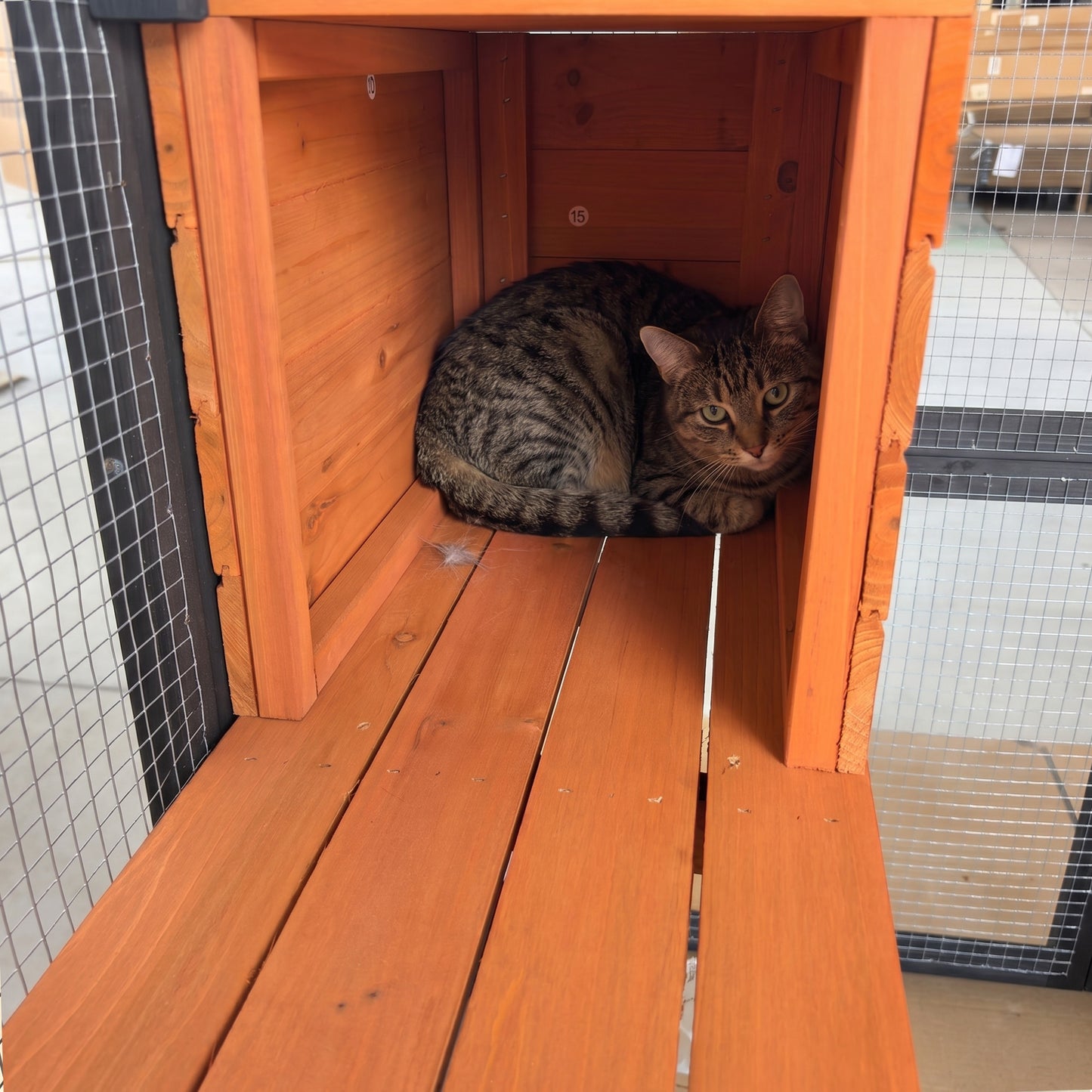 Large Wooden Cat Enclosure with Waterproof Cover and Multiple Platforms