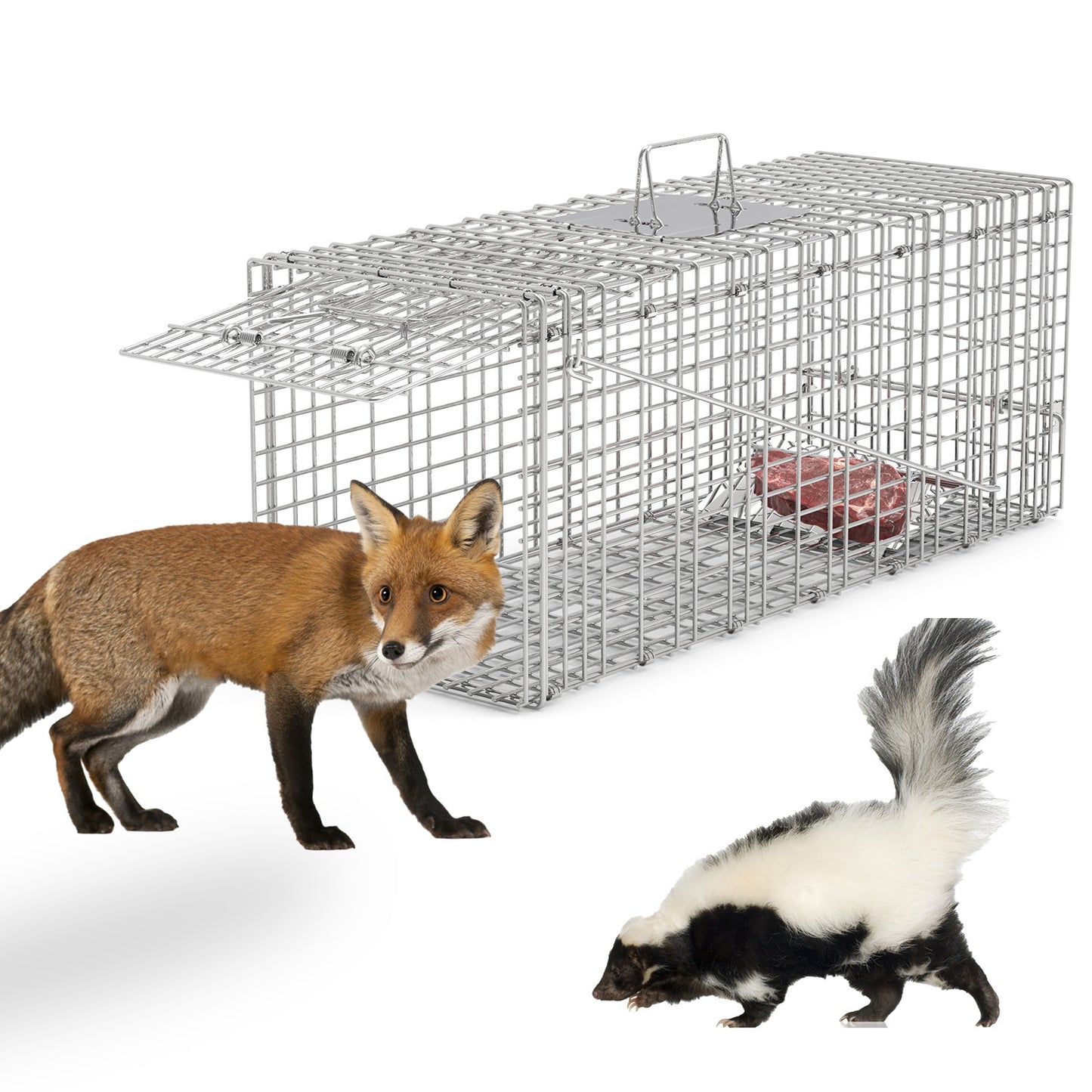 Humane Live Animal Trap Cage - Collapsible Wire for Raccoons, Foxes, Armadillos