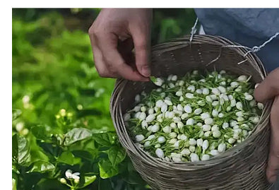 Bulk Dried Jasmine Flower Tea