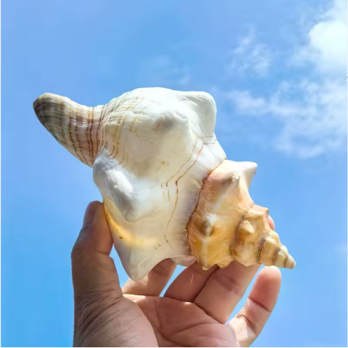 2PCS Large Natural Conch Shells for Beach Party Decor