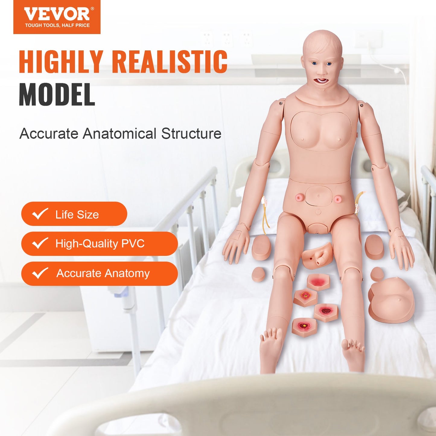 Life Size Nursing Training Manikin - Male/Female Anatomical Model