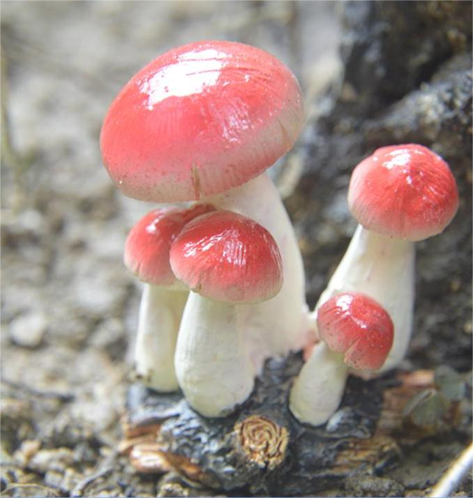 Small Mushroom Resin Decoration - Rustic Garden and Home Ornament