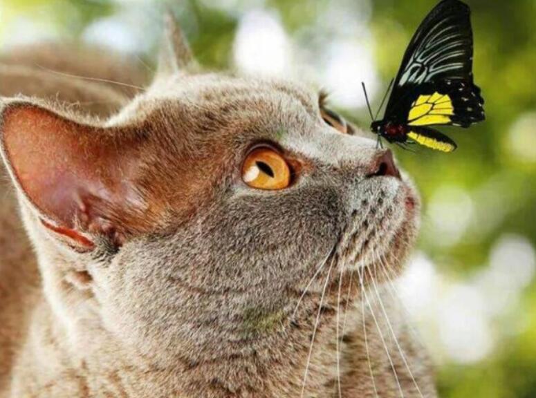 Diamond Painting Cross Stitch Kit for Home Decor - Butterfly Animal Design