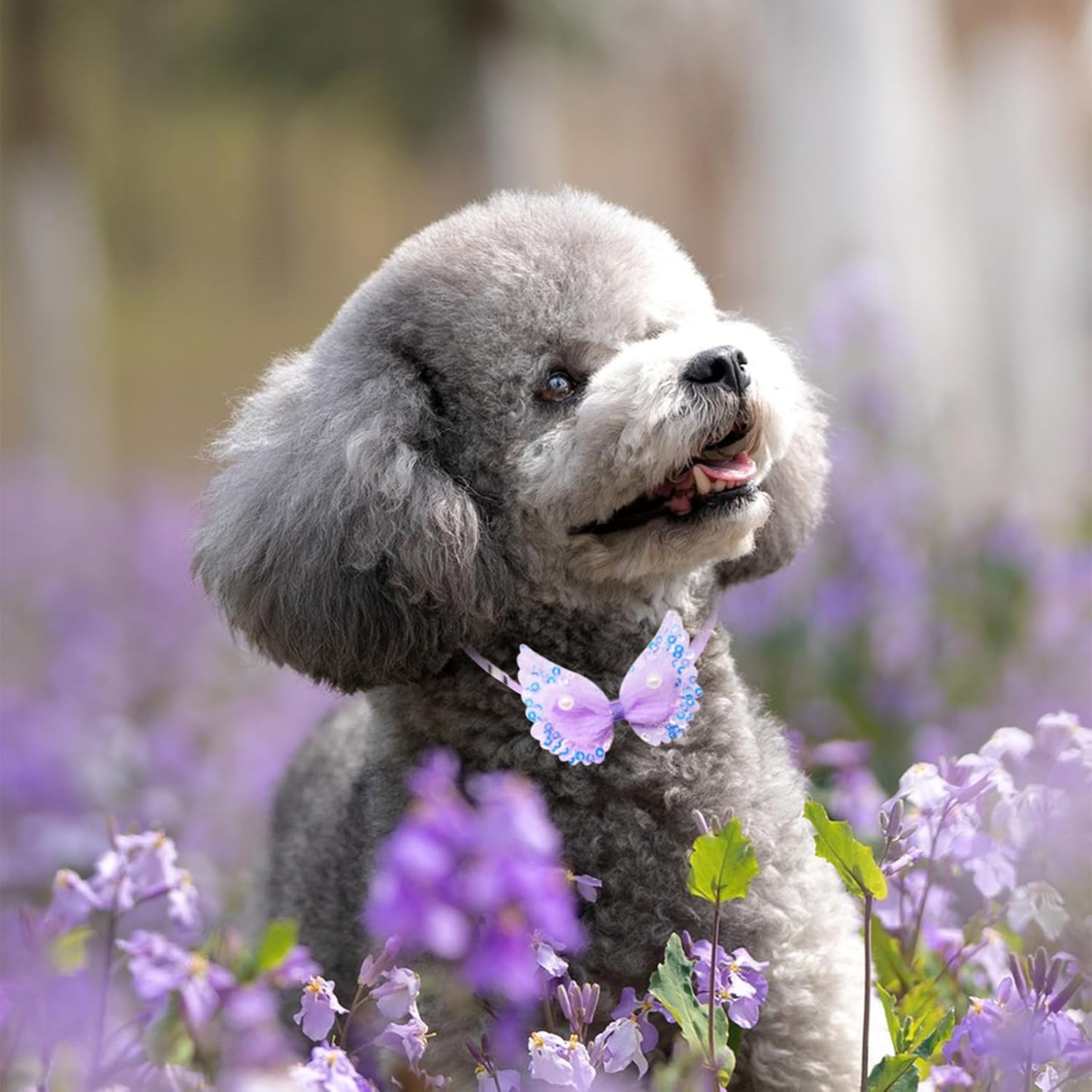20Pcs Pet Bow Collars Set for Small Dogs & Cats - Multicolor Grooming Accessories