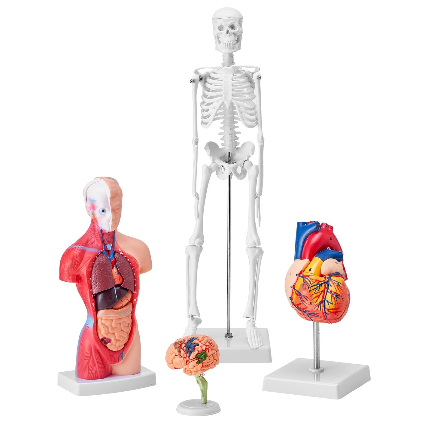 Human Anatomy Models Set - 4-Piece 3D Educational Tools