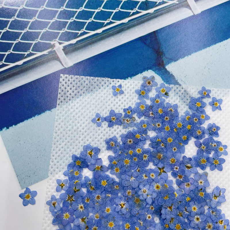 Dried Forget Me Not Flowers for Crafts - Embossed Plant Specimen, 1 or 100 pcs