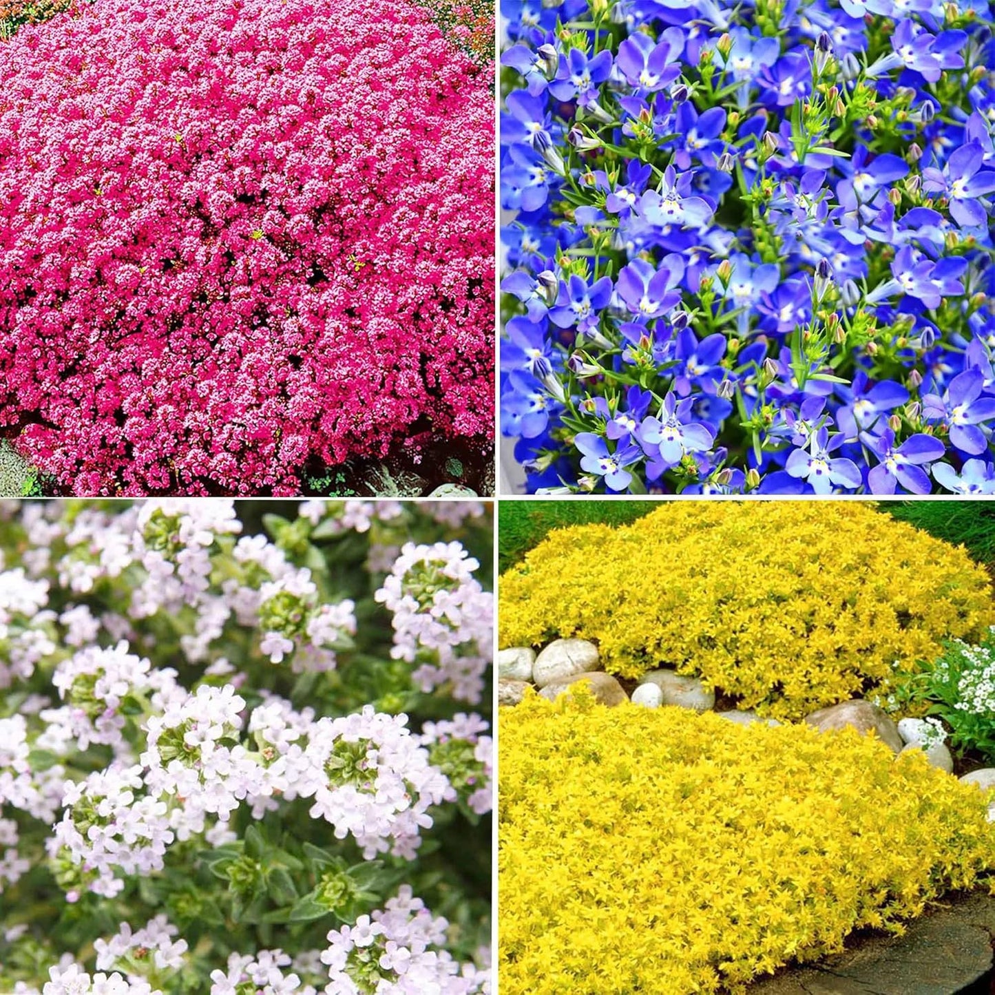 Mixed Creeping Thyme Seeds Ground Cover for Gardens - 5 Varieties, Non-GMO, Drought Tolerant, Perennial Flower