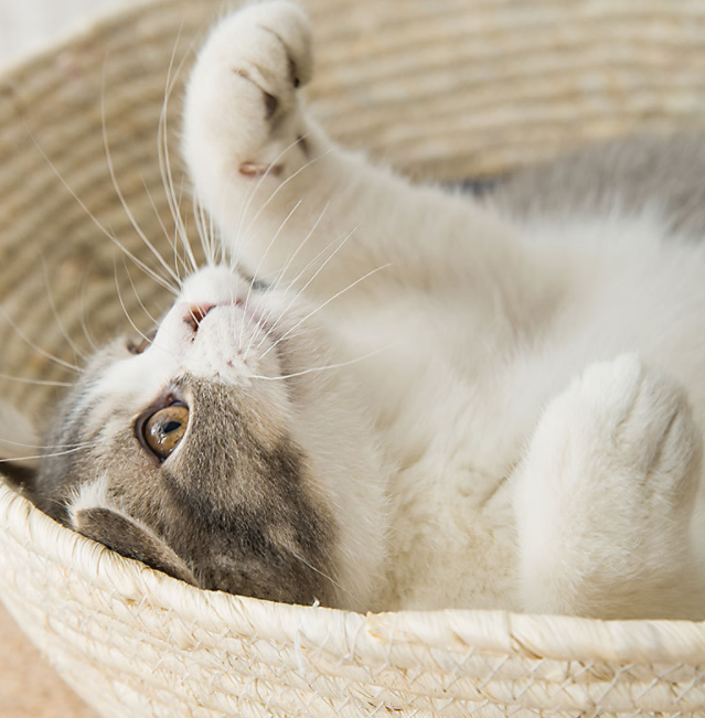 Summer Universal Warm Cat Rattan Bed with Optional Mat - Multiple Sizes & Styles