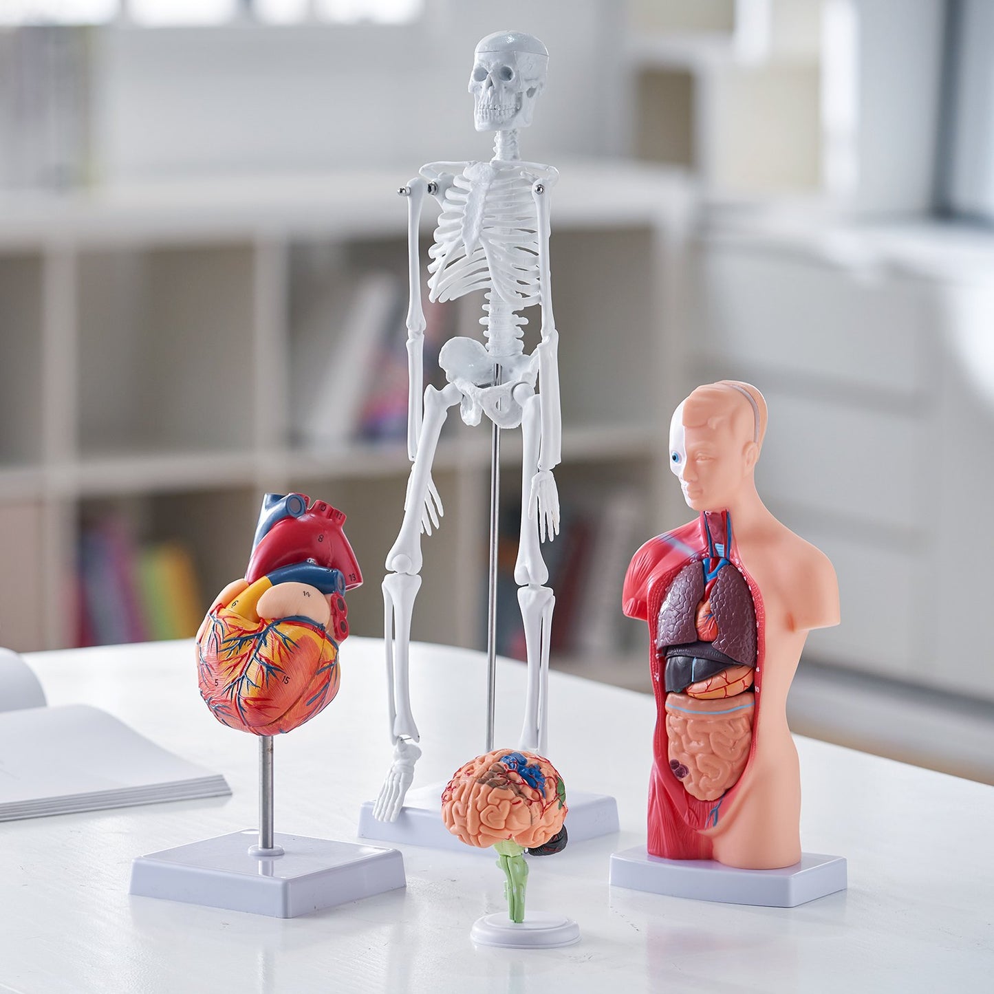 Human Anatomy Models Set - 4-Piece 3D Educational Tools