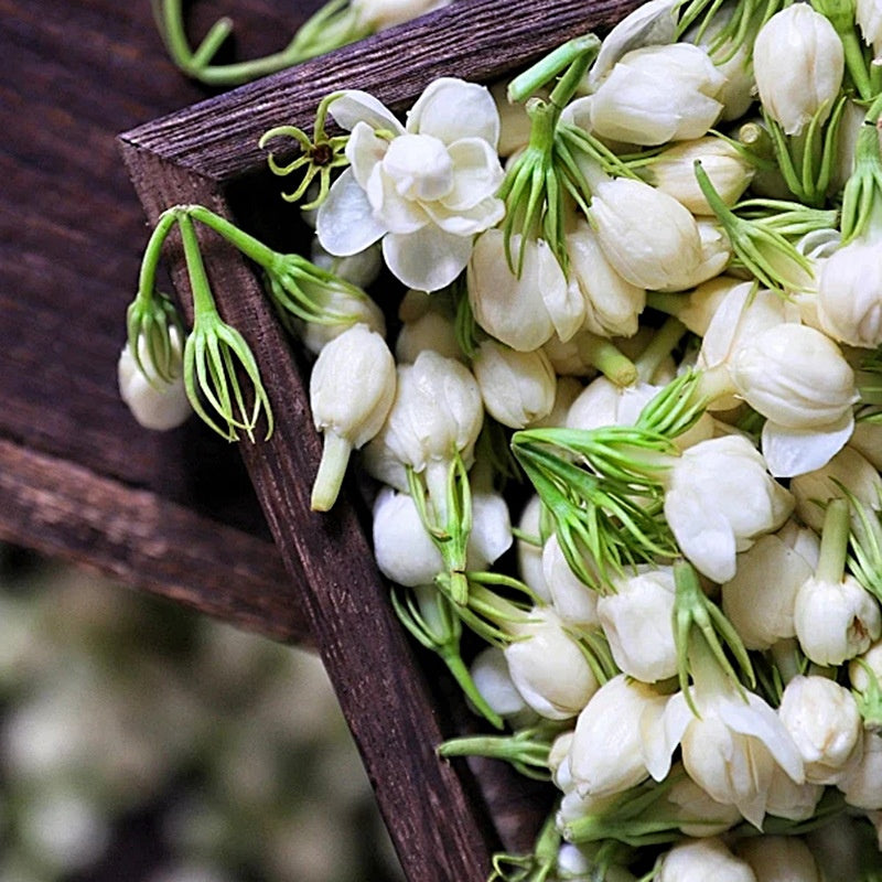 Bulk Dried Jasmine Flower Tea