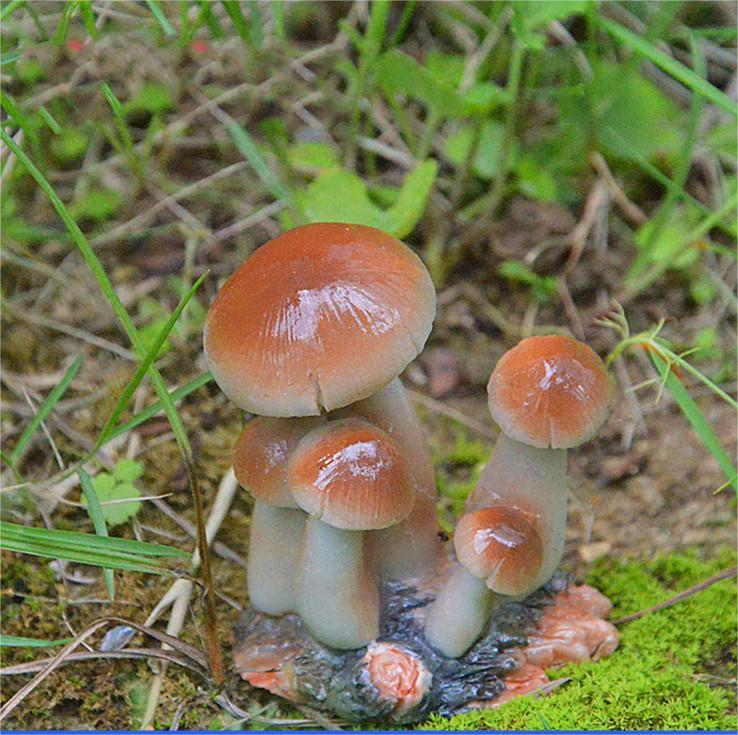 Small Mushroom Resin Decoration - Rustic Garden and Home Ornament