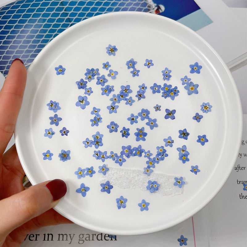Dried Forget Me Not Flowers for Crafts - Embossed Plant Specimen, 1 or 100 pcs