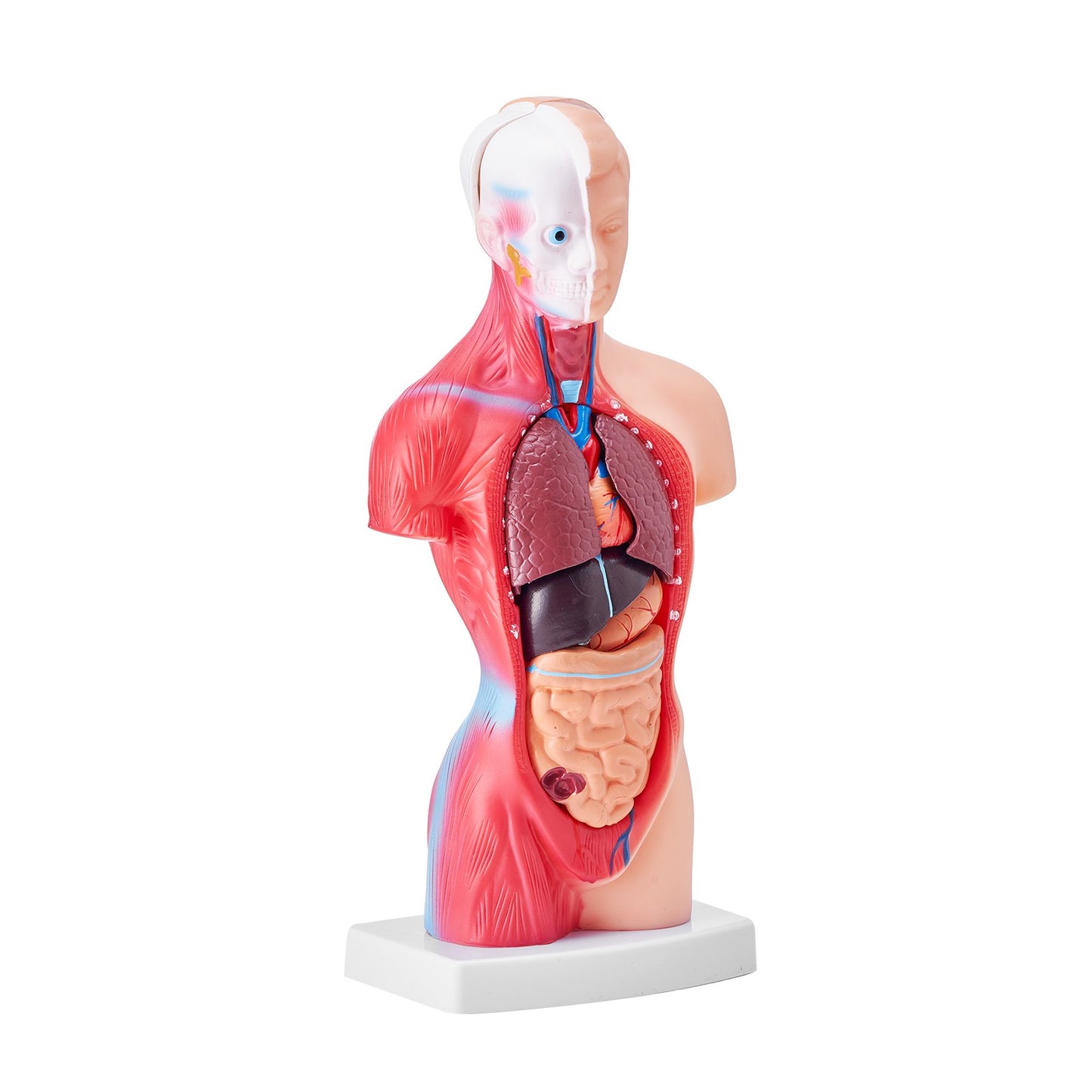 Human Torso Anatomy Model - 11 Inch 15 Parts with Removable Organs