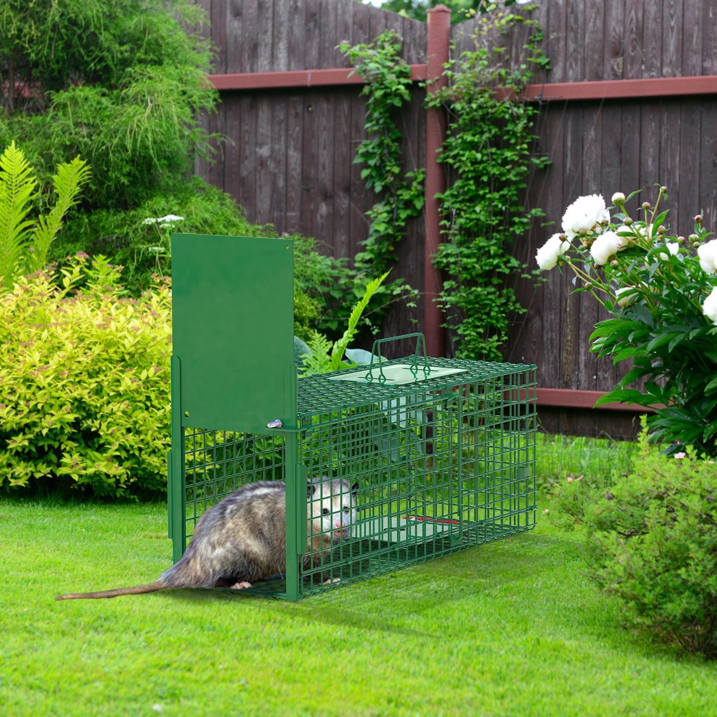 Humane Live Animal Cage Trap - Galvanized Iron, Multiple Sizes
