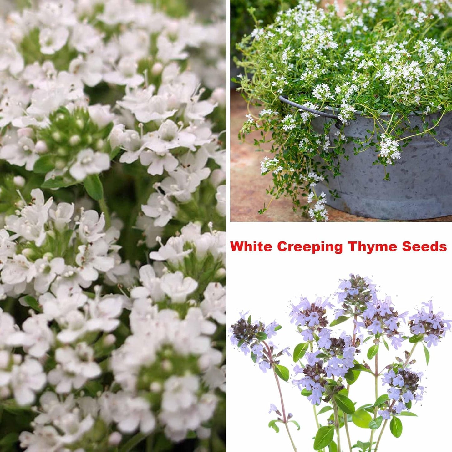 Mixed Creeping Thyme Seeds Ground Cover for Gardens - 5 Varieties, Non-GMO, Drought Tolerant, Perennial Flower