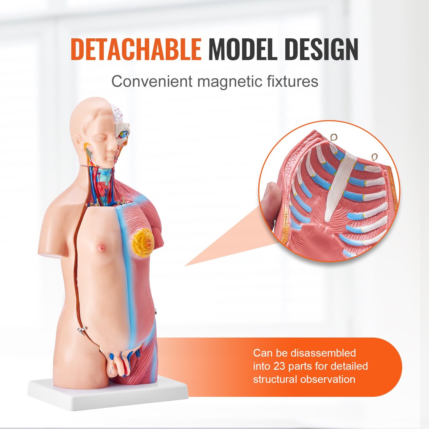 18 Inch Human Torso Anatomy Model - 23 Parts Educational Tool