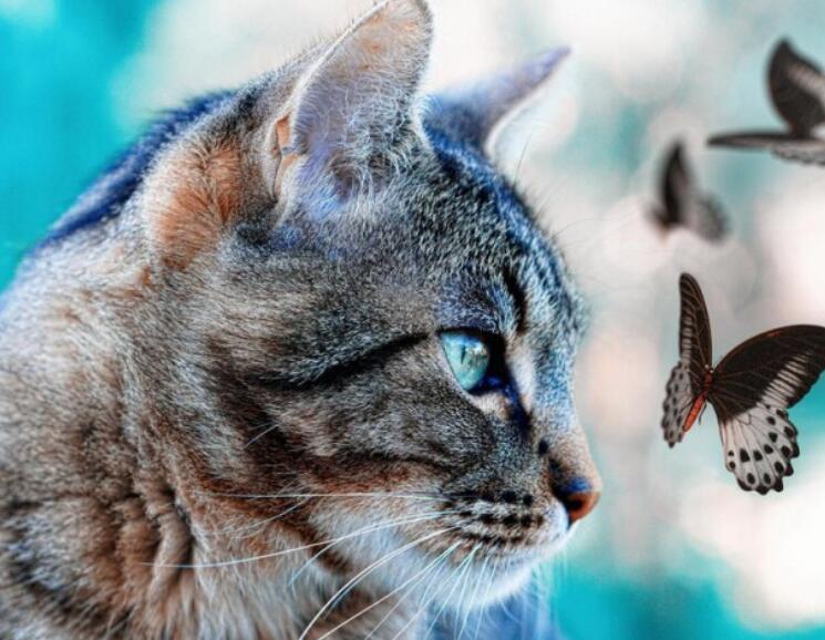 Diamond Painting Cross Stitch Kit for Home Decor - Butterfly Animal Design