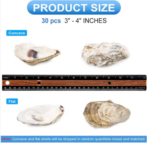 30pcs Natural Oyster Shells with Pearl for DIY Crafts & Ornaments