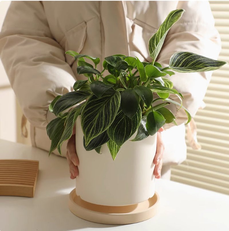 Plain Ceramic Flower Pot - Small to Large Stoneware Planter for Home & Garden