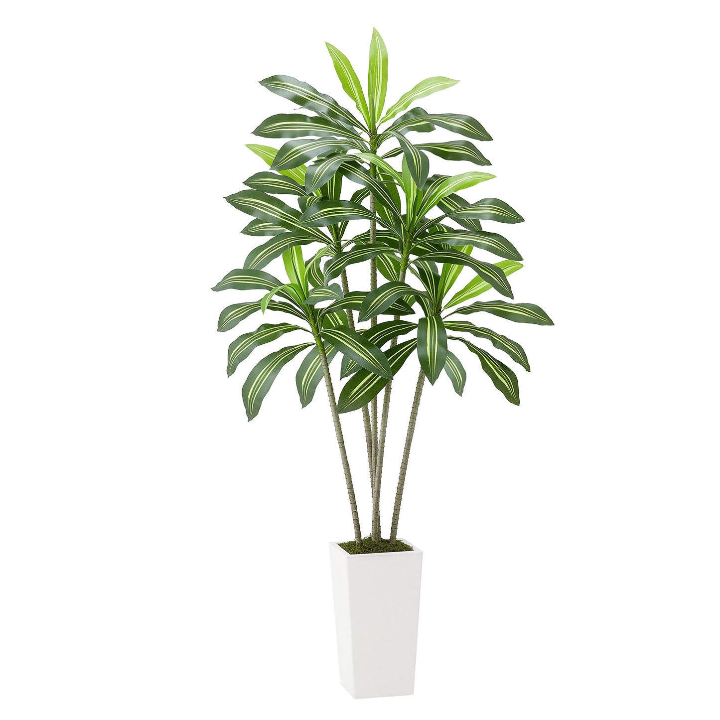 6ft Artificial Dracaena Tree with White Planter - Indoor Fake Plant