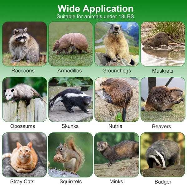 Humane Live Animal Cage Trap for Raccoons, Opossums & More