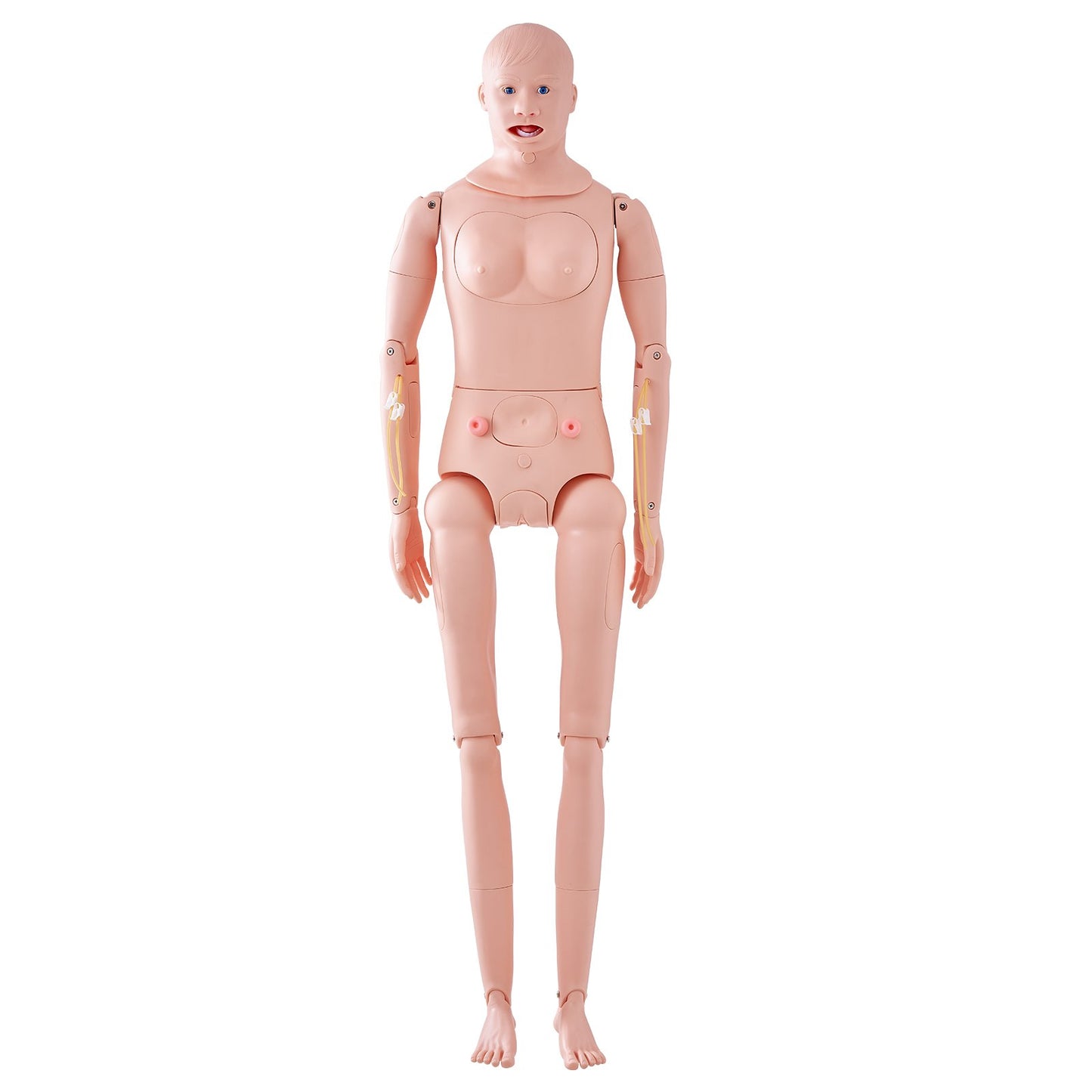 Life Size Nursing Training Manikin - Male/Female Anatomical Model