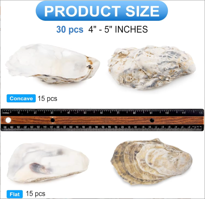 30pcs Natural Oyster Shells with Pearl for DIY Crafts & Ornaments