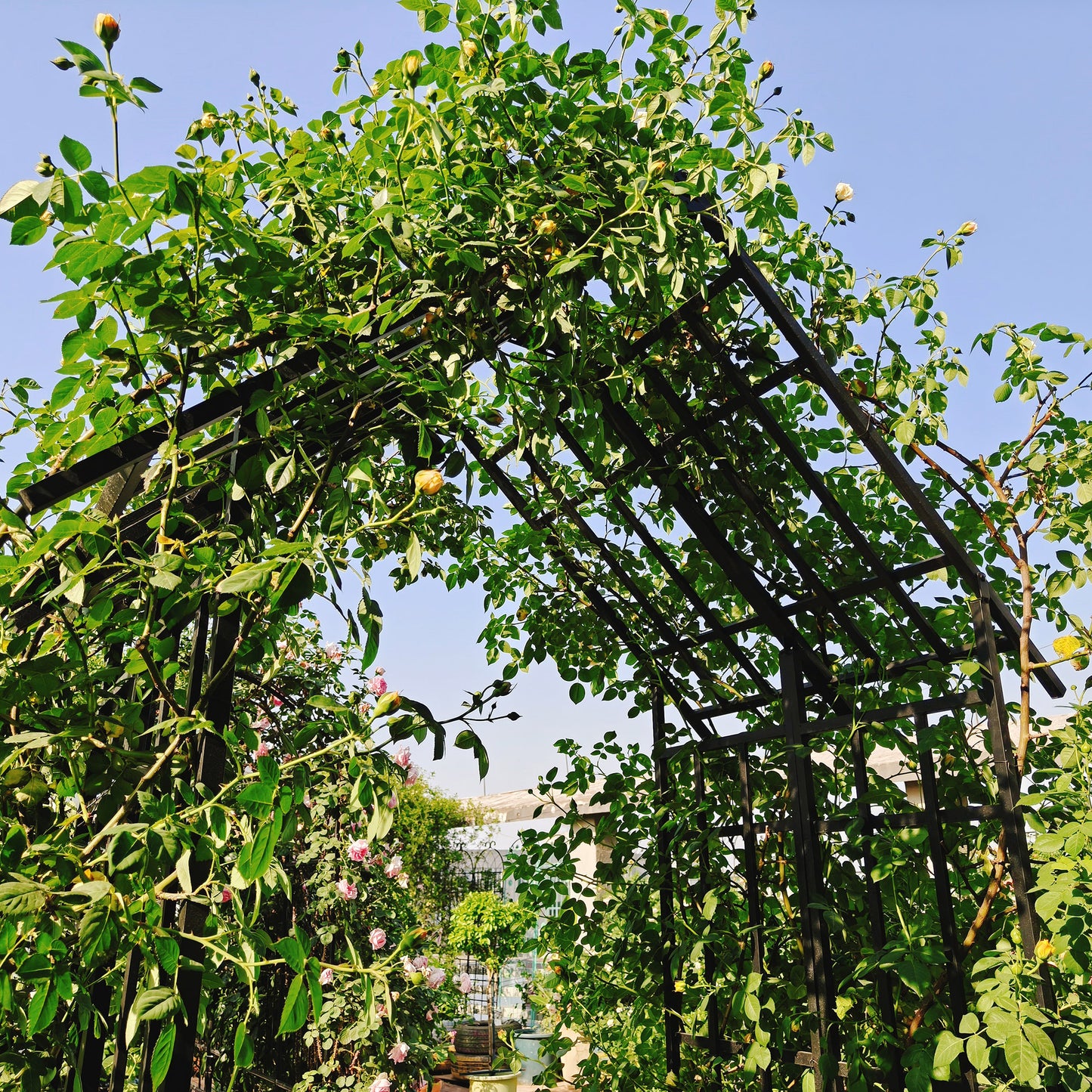 Adjustable Metal Garden Arch for Climbing Plants - Black