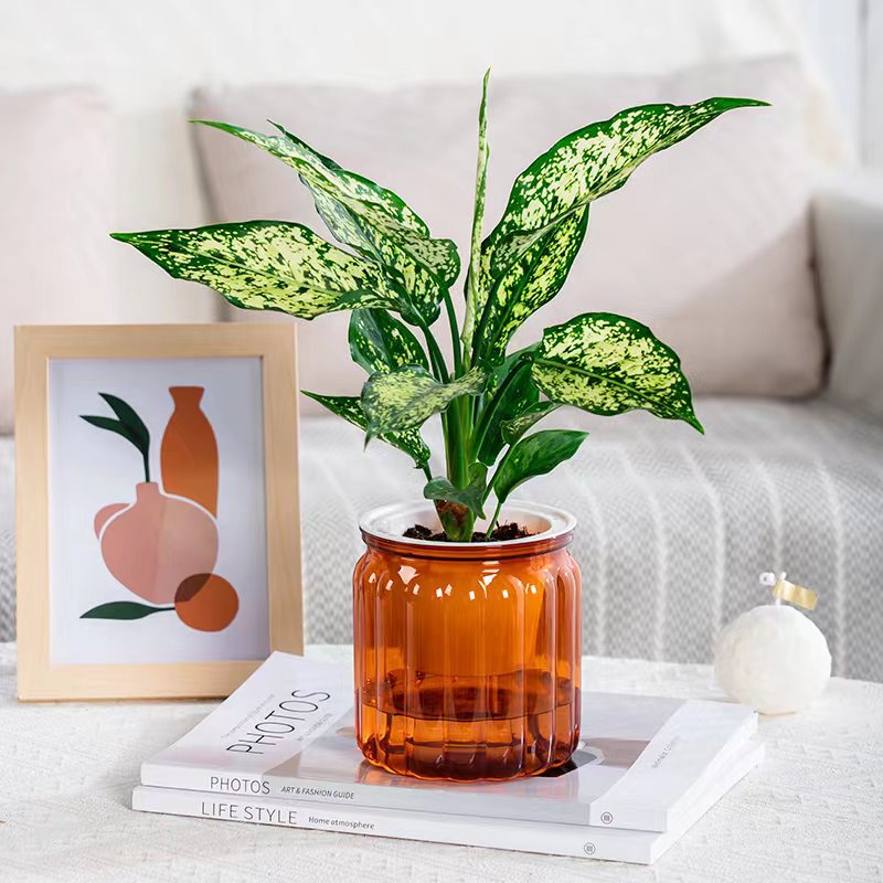 Self-Absorbent Hydroponic Flowerpot for Indoor Gardening - Transparent & Durable Plastic