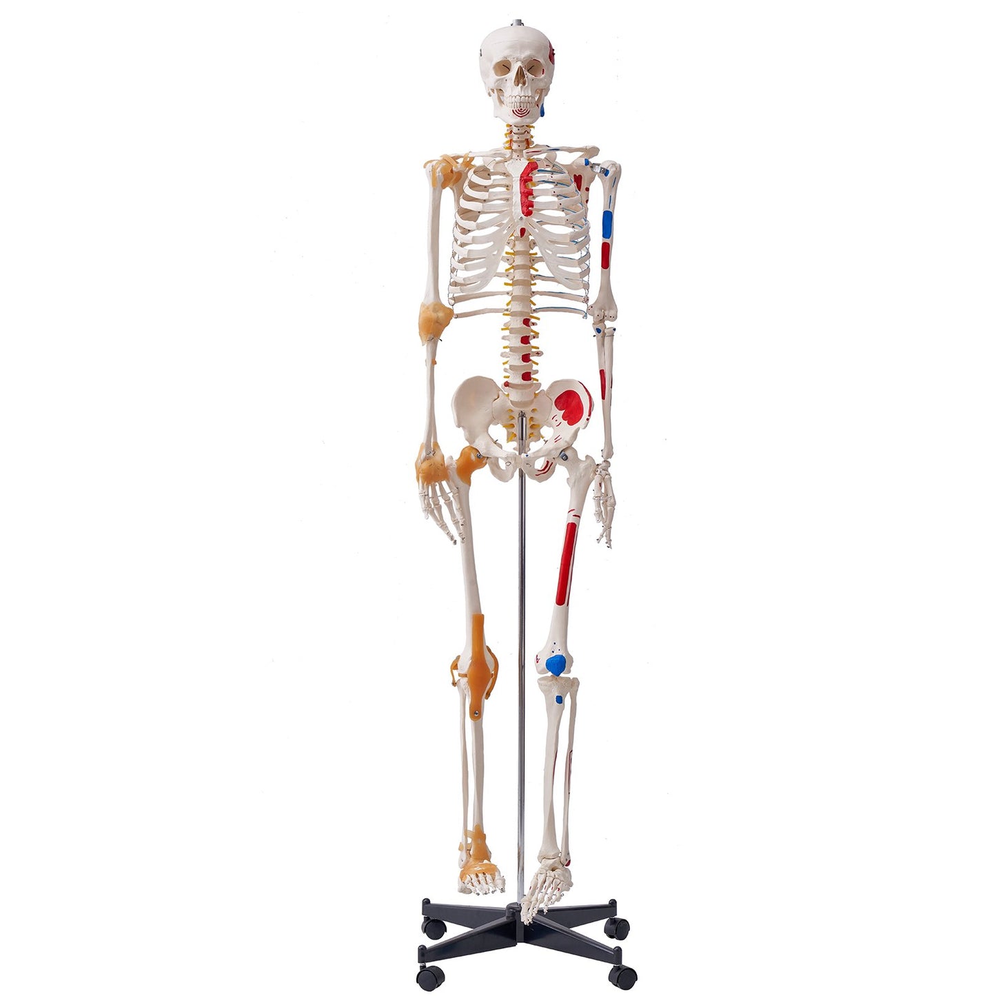 71.65-Inch Life Size Human Skeleton Model with Movable Limbs