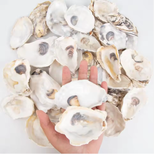 30pcs Natural Oyster Shells with Pearl for DIY Crafts & Ornaments