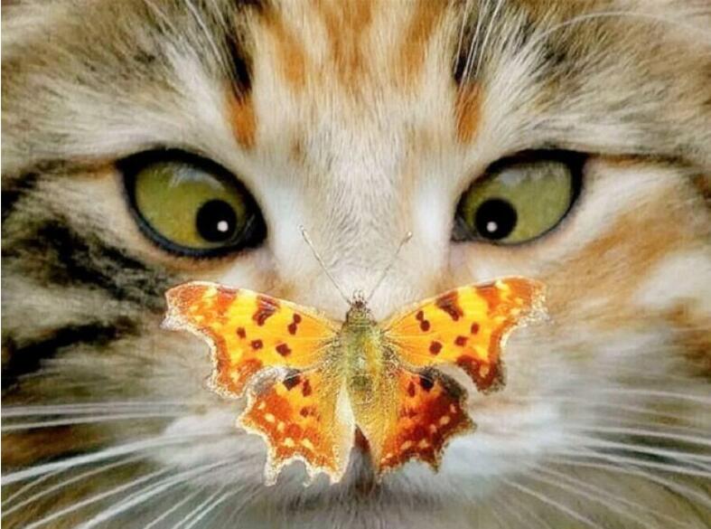 Diamond Painting Cross Stitch Kit for Home Decor - Butterfly Animal Design