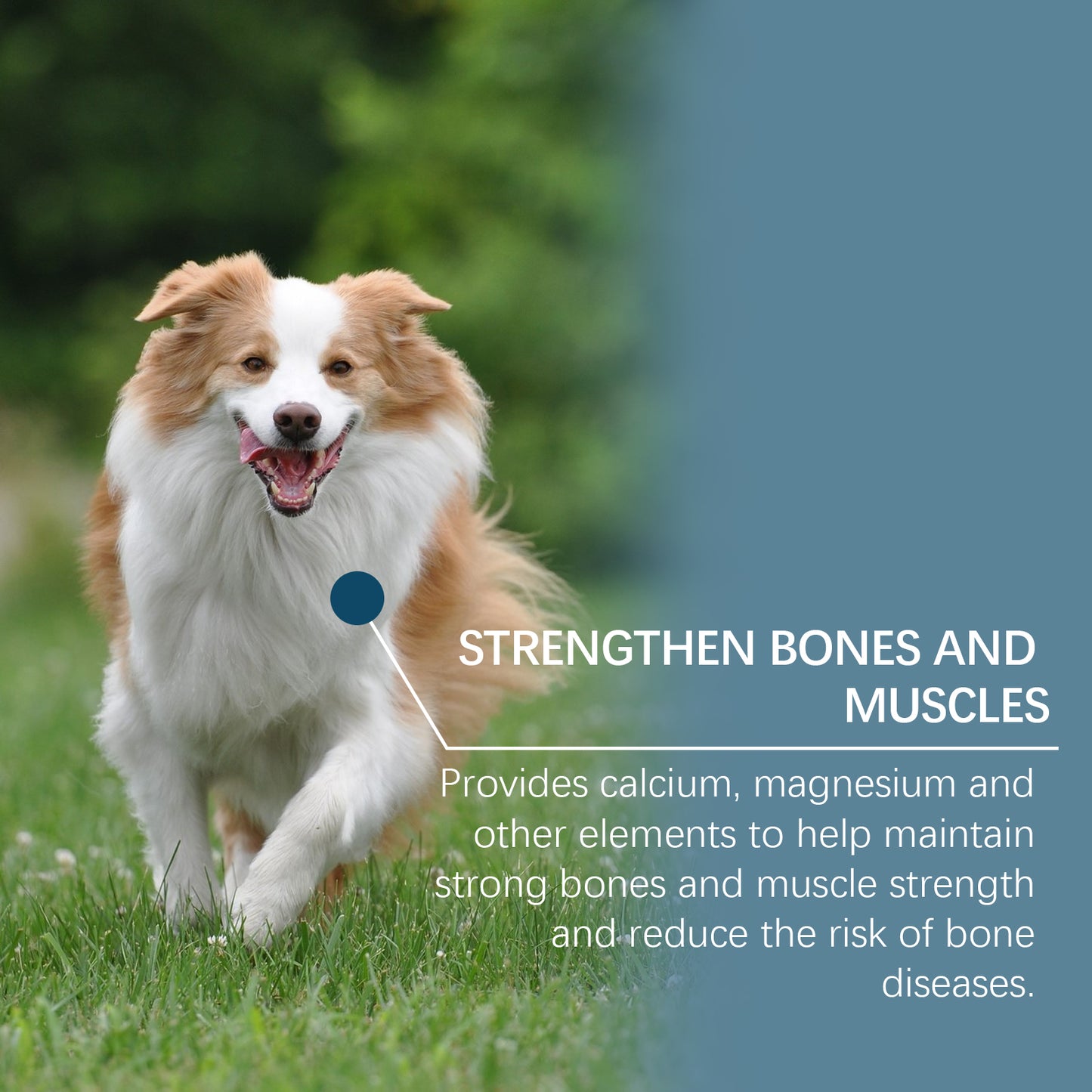 Dog Mineral Supplement Chewables for Pica Appetite & Bone Support - Non-GMO, 80 Tablets